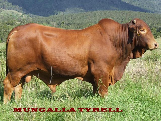 Mungalla Tyrell